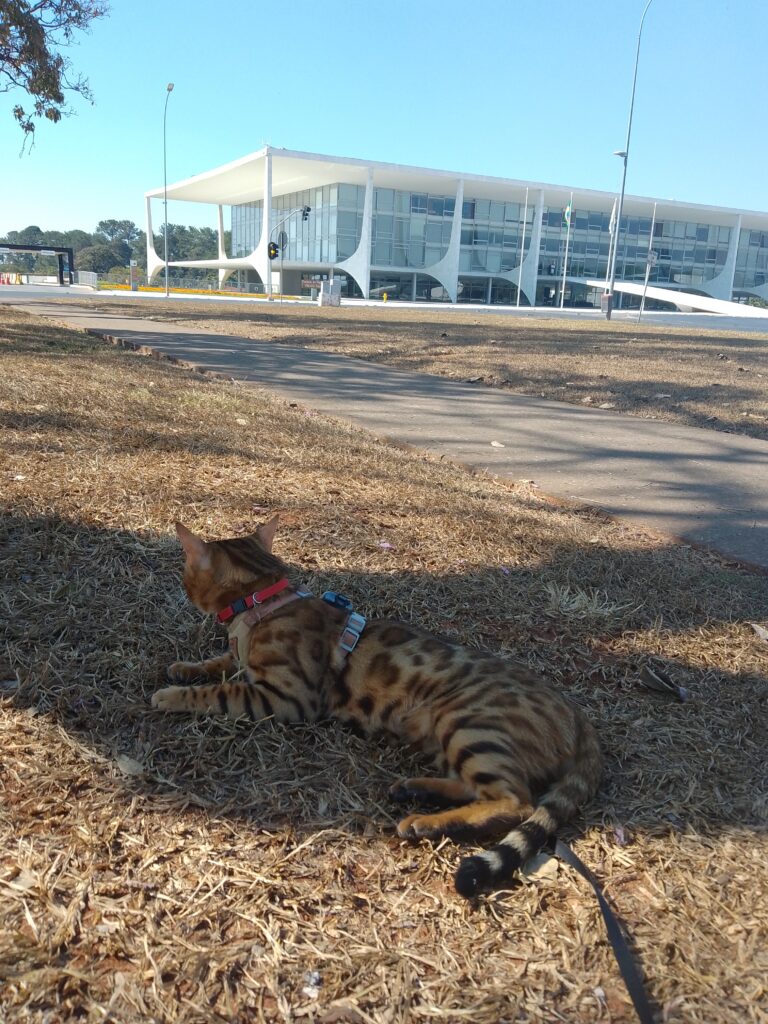 Passeio com o Gato na Esplanada dos Ministérios