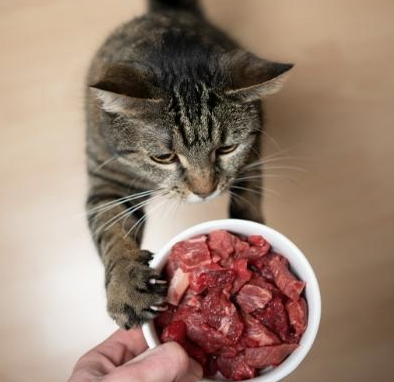 AN Crua para Gatos: Benefícios para uma Vida Mais Saudável